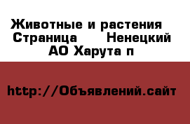  Животные и растения - Страница 10 . Ненецкий АО,Харута п.